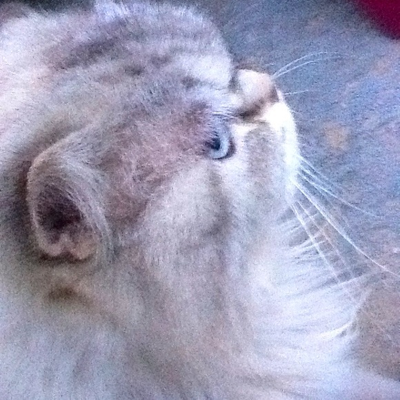 Meet your Posher, Russ - Picture 1 of 1